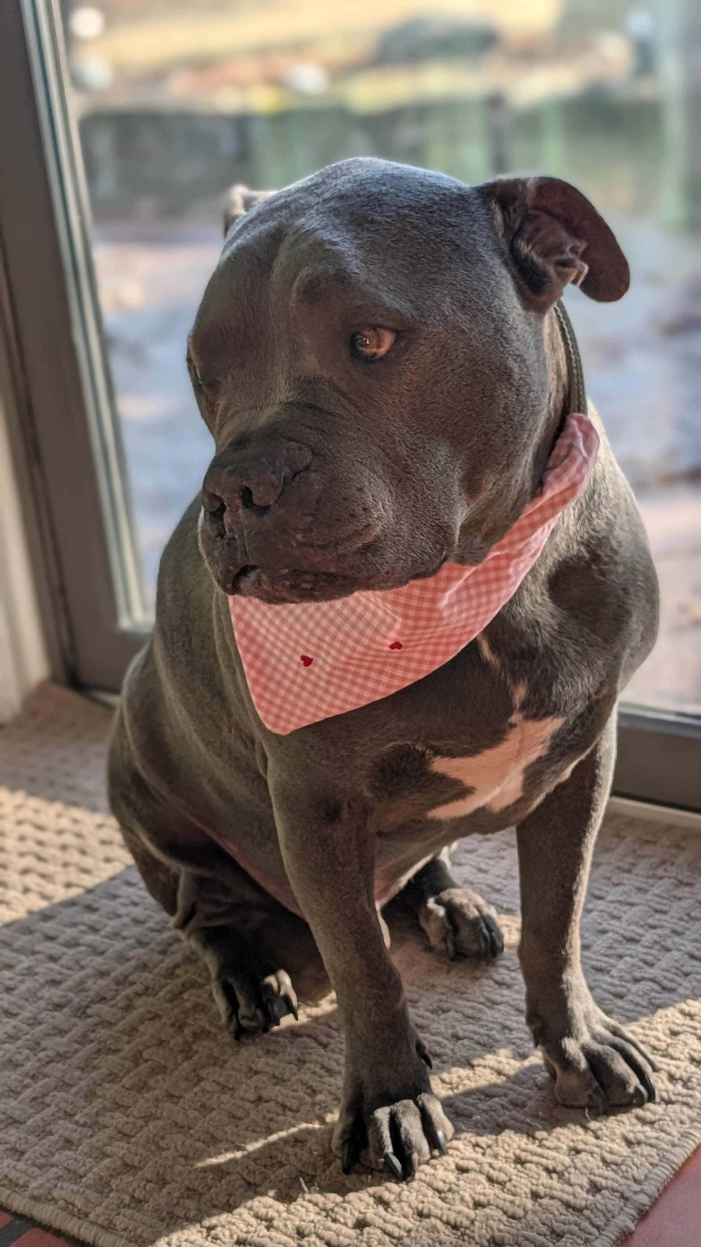 Valentine Heart Gingham Pet Bandana
