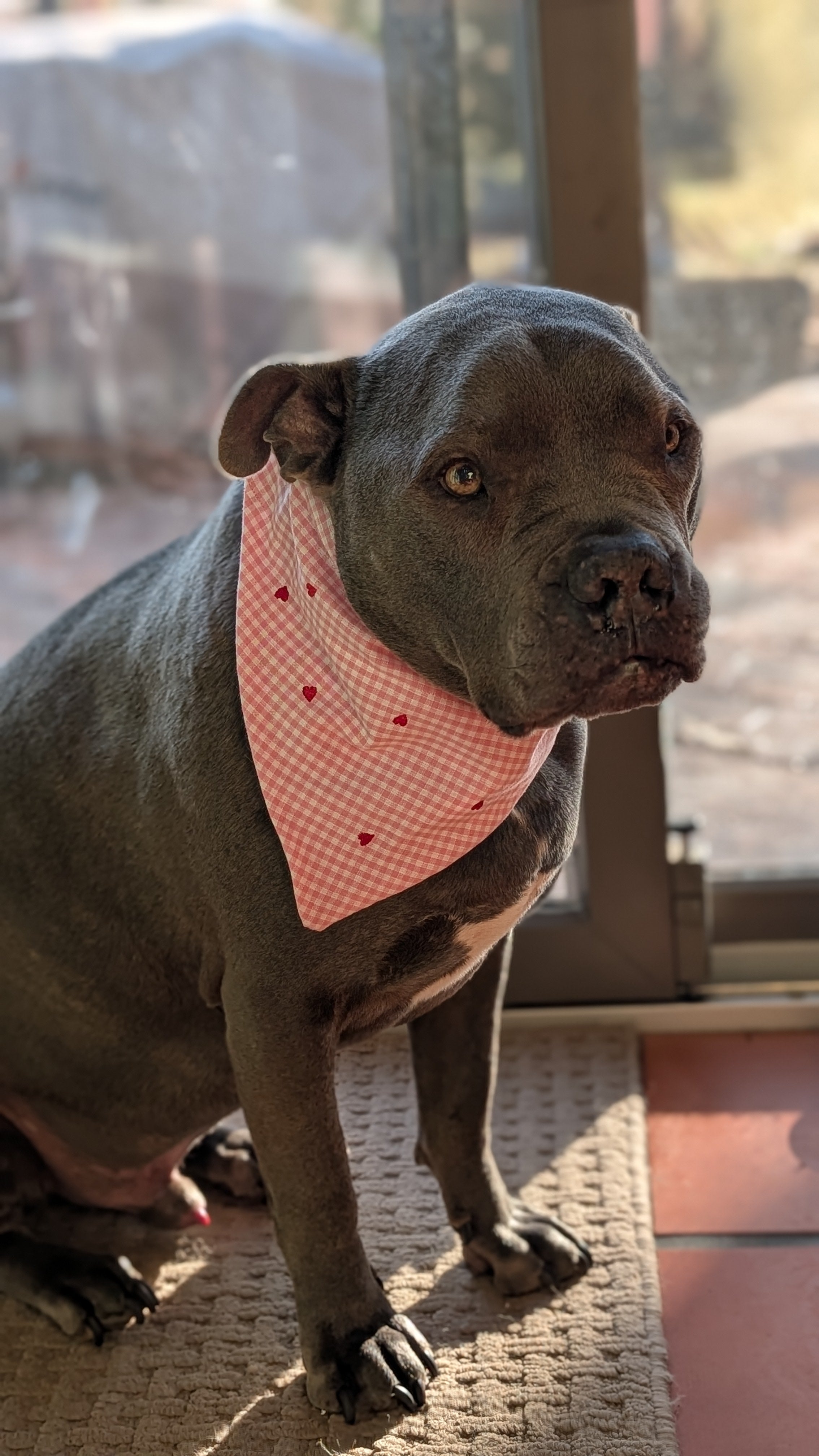 Valentine Heart Gingham Pet Bandana
