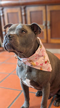 Valentine Dog Bandana
