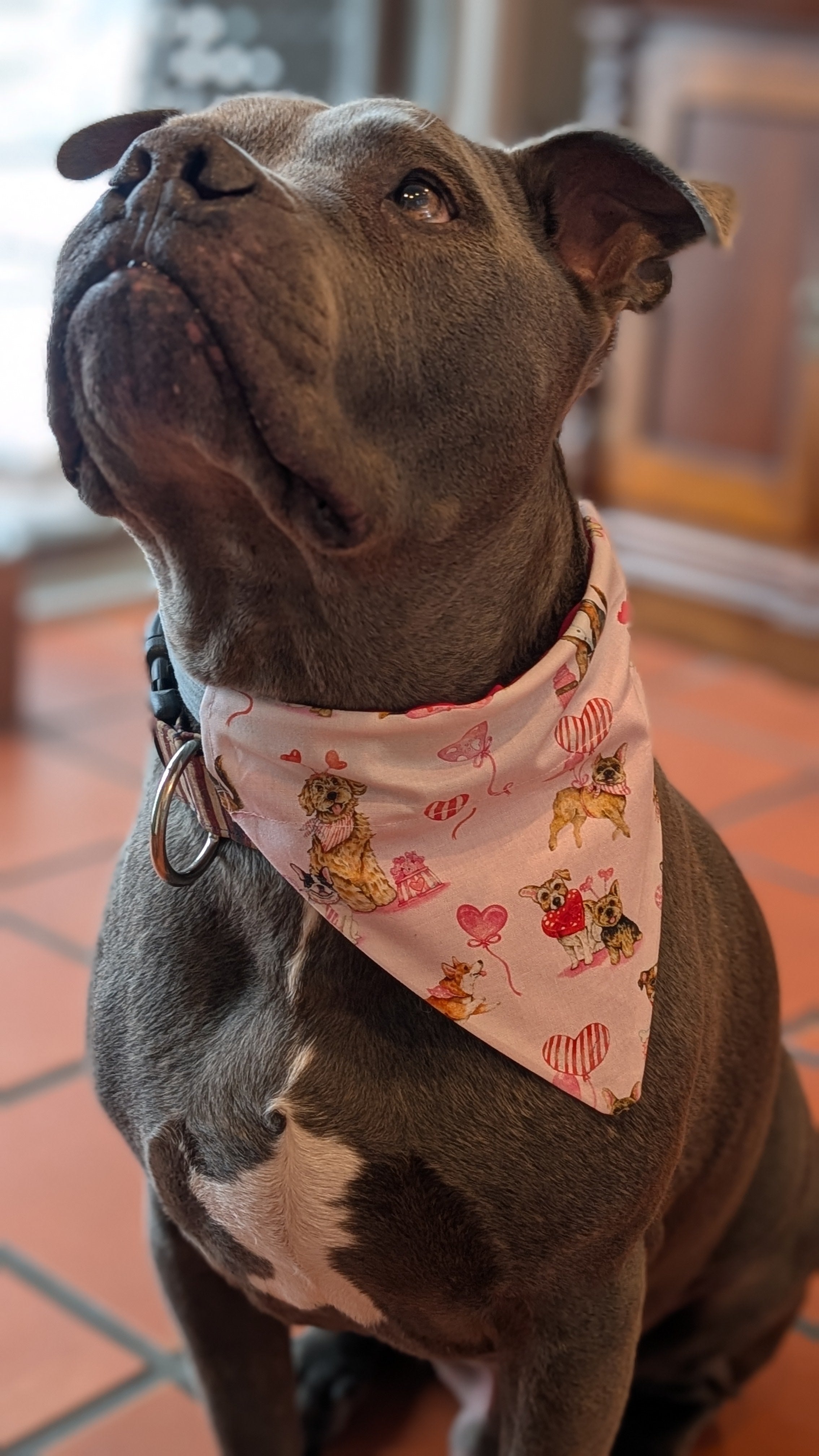 Valentine Dog Bandana