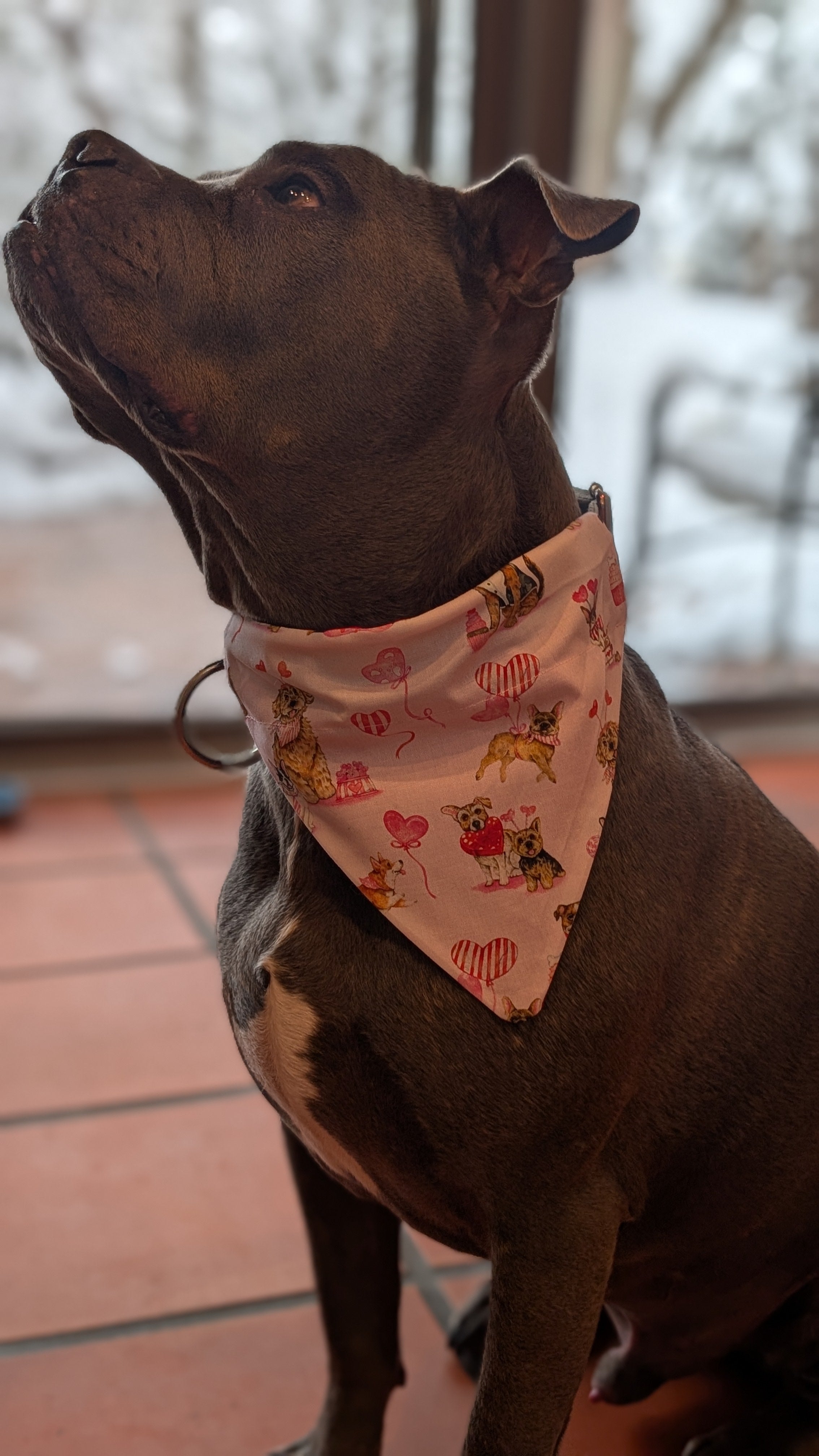 Valentine Dog Bandana