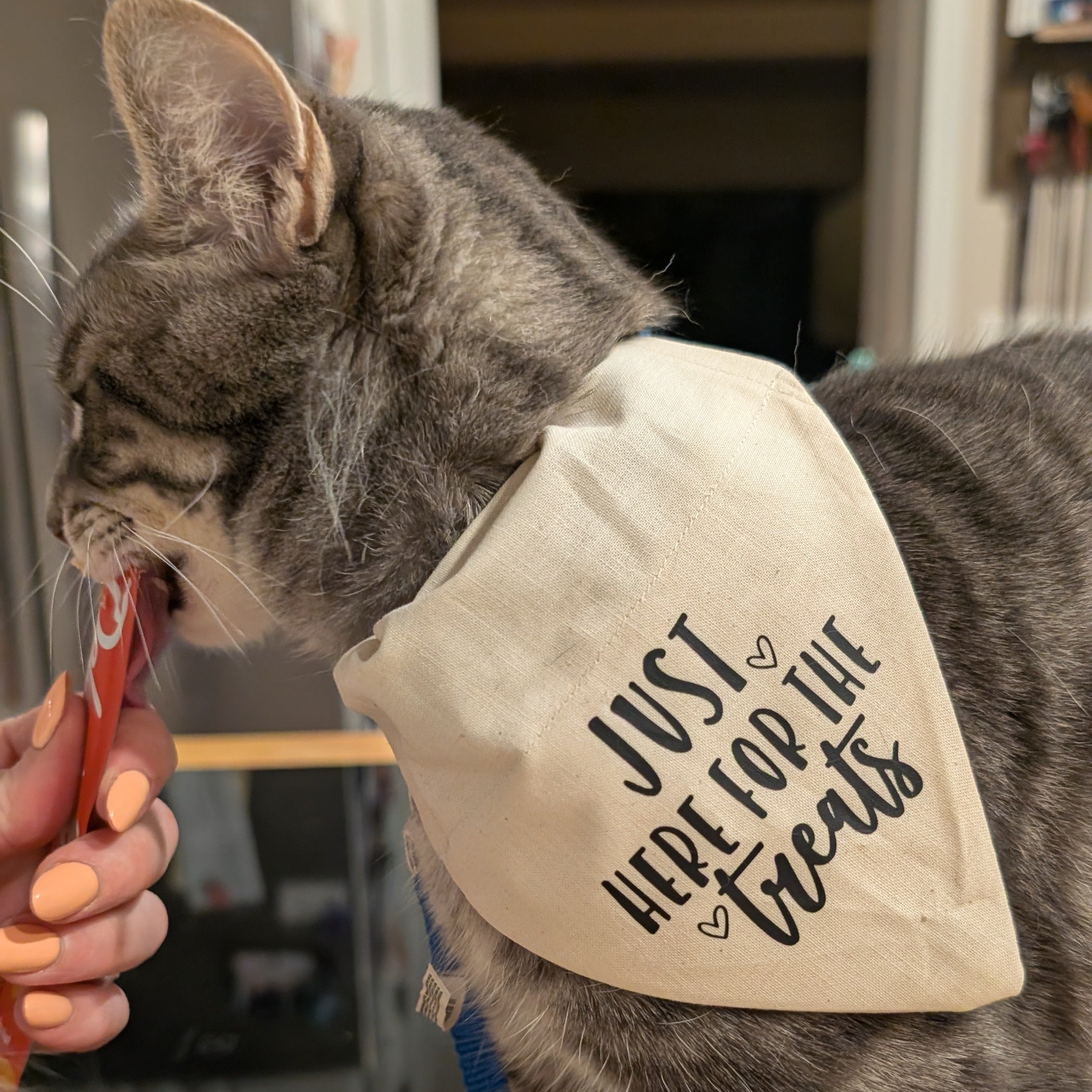 Just Here for the Treats Pet Bandana