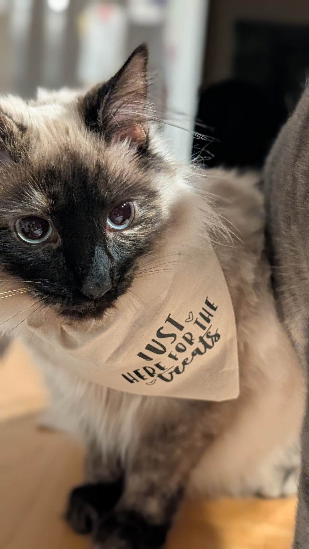 Just Here for the Treats Pet Bandana