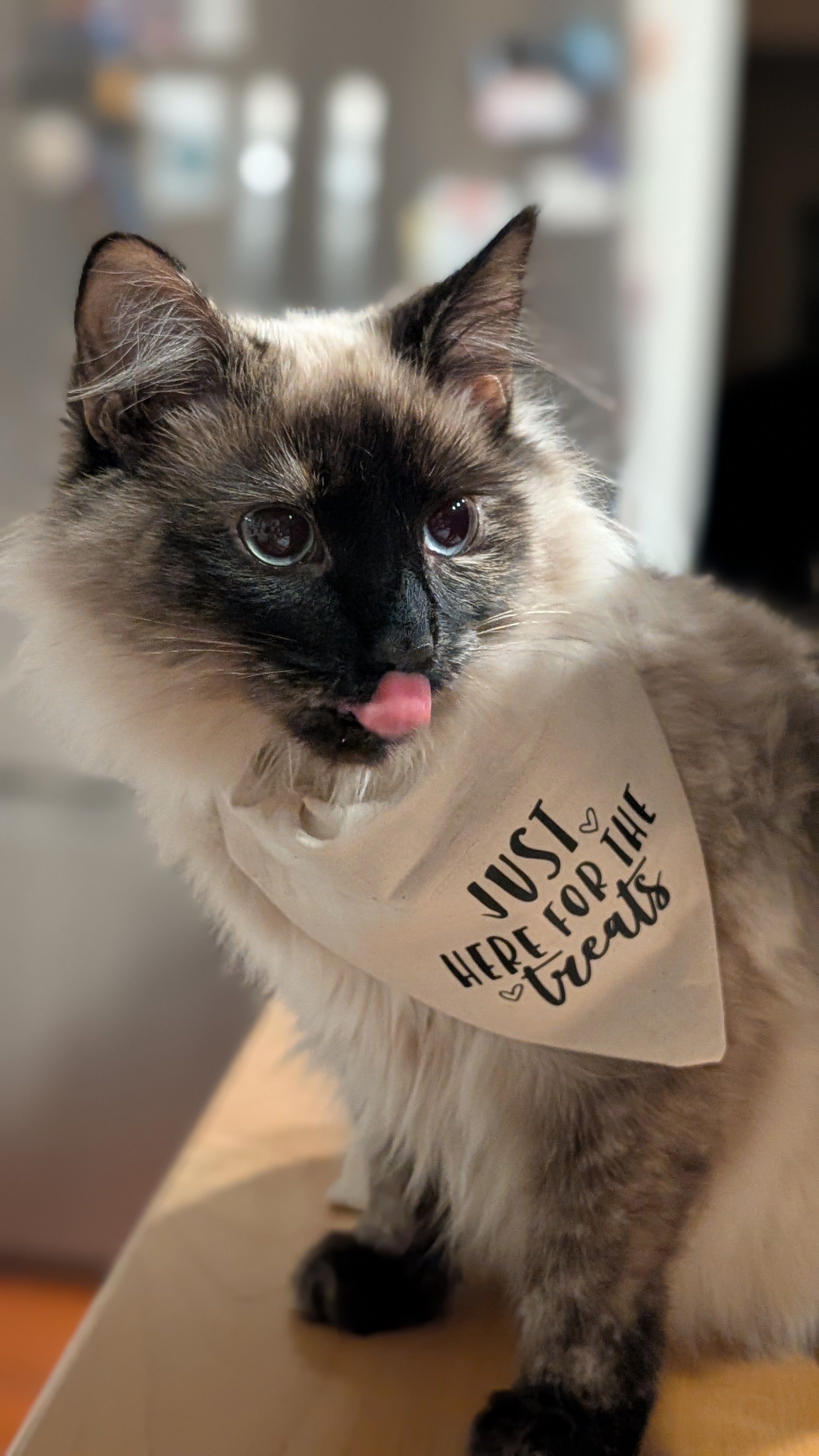 Just Here for the Treats Pet Bandana