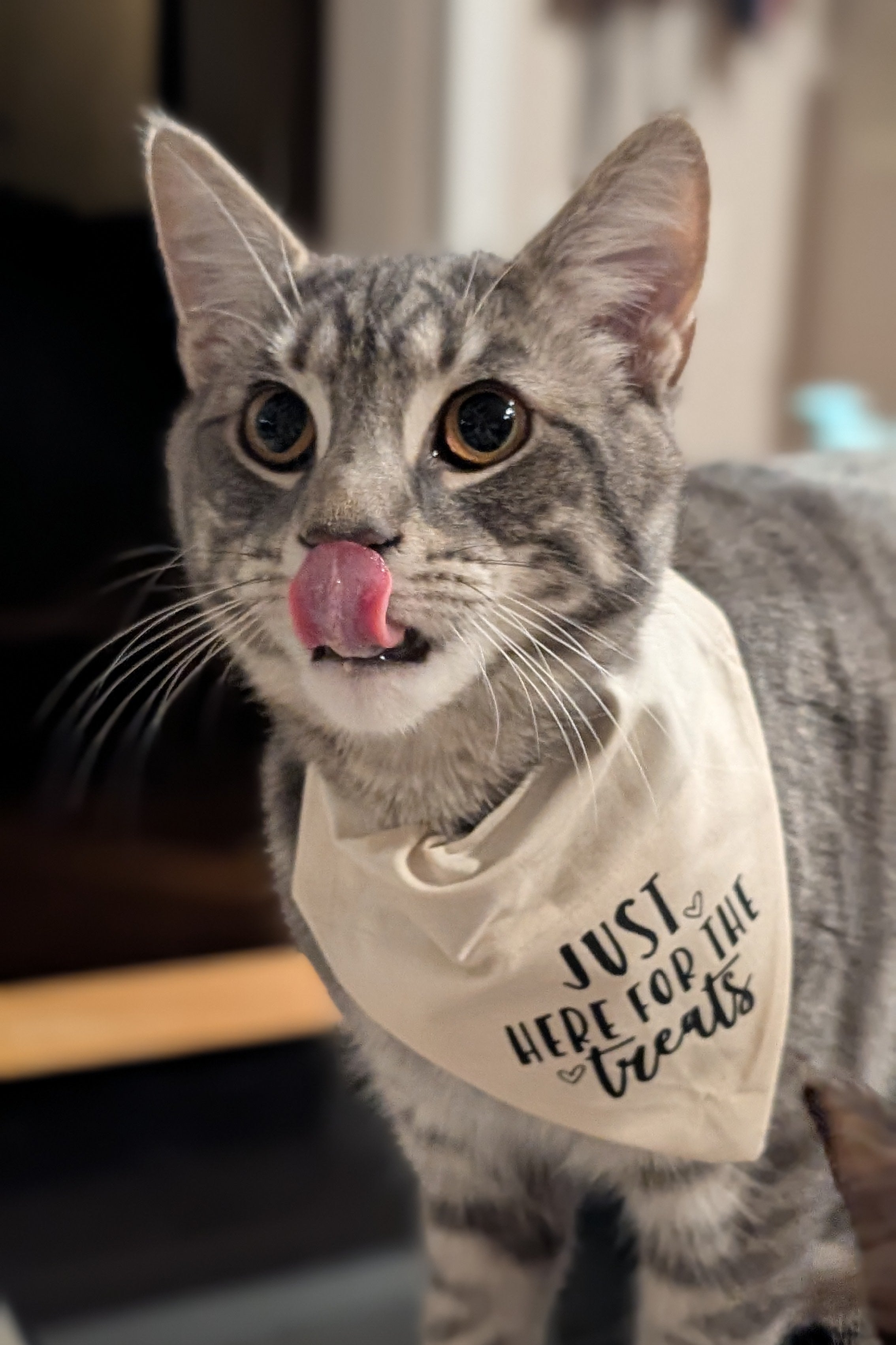 Just Here for the Treats Pet Bandana