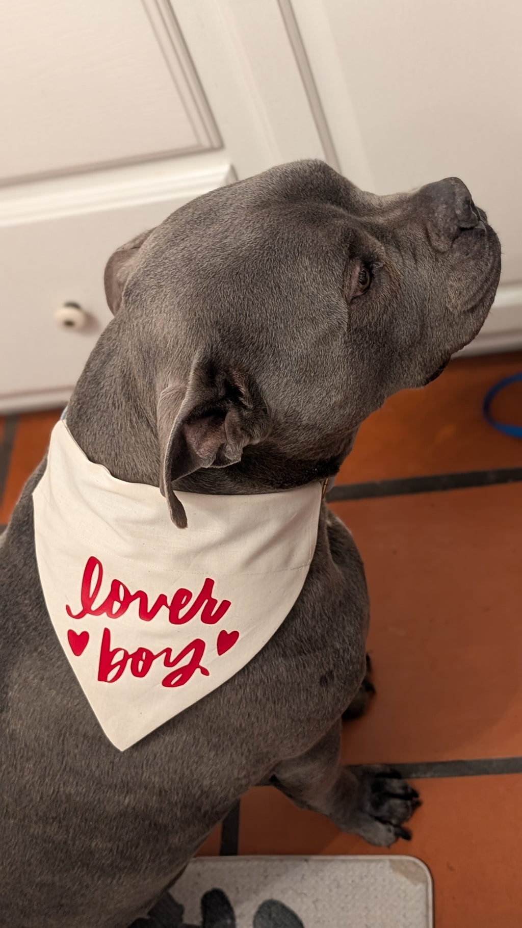 Lover Boy/Girl Pet Bandana