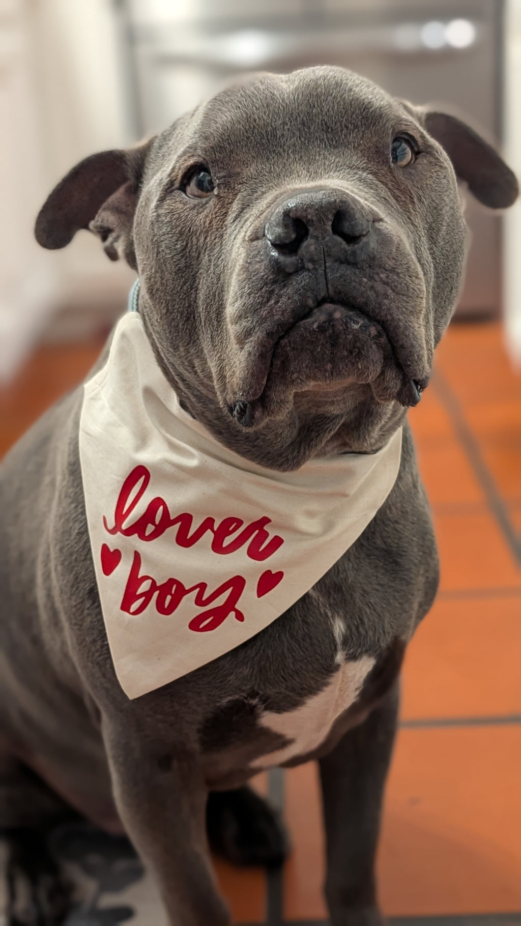Lover Boy/Girl Pet Bandana