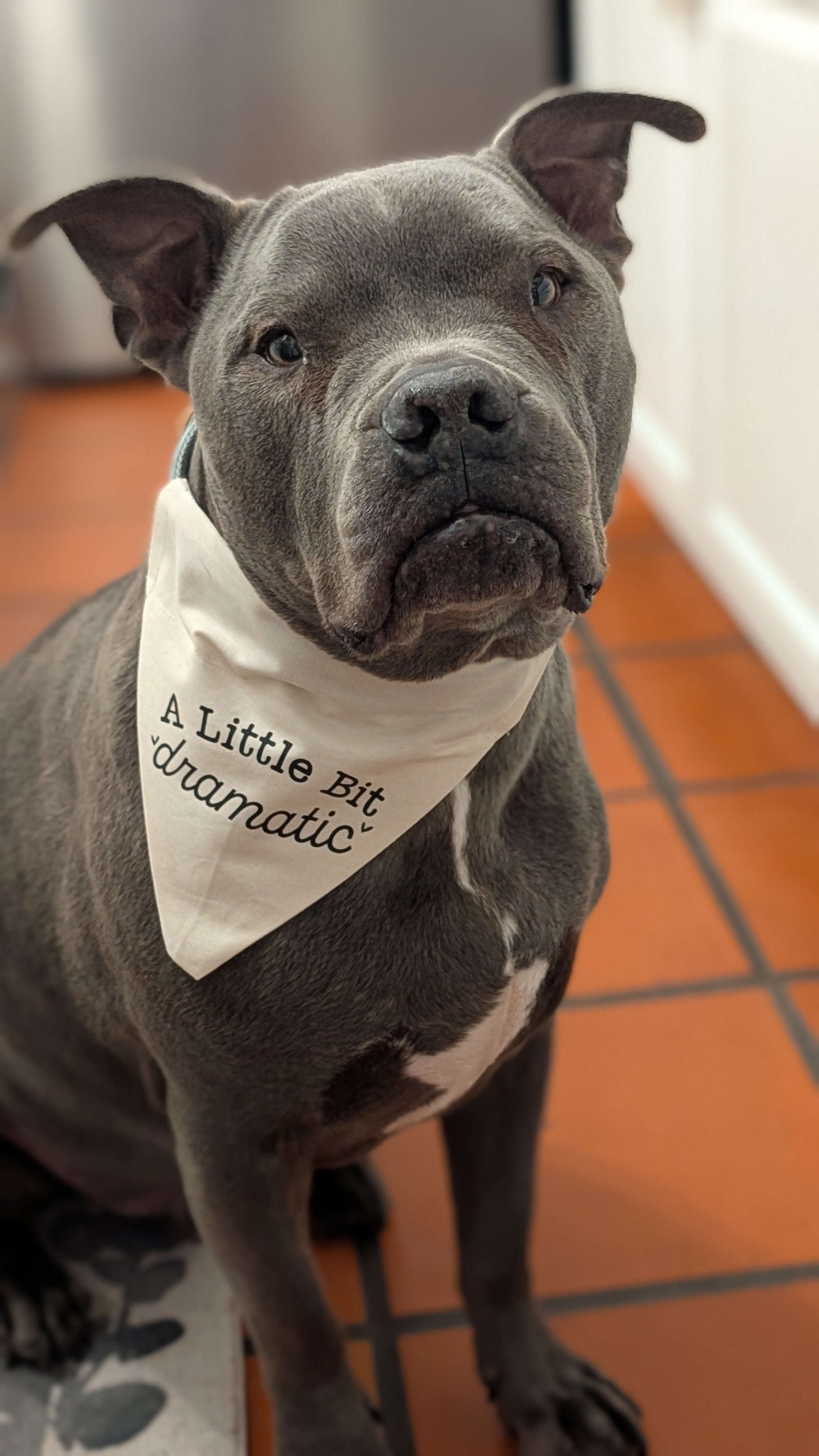 A Little Bit Dramatic Pet Bandana