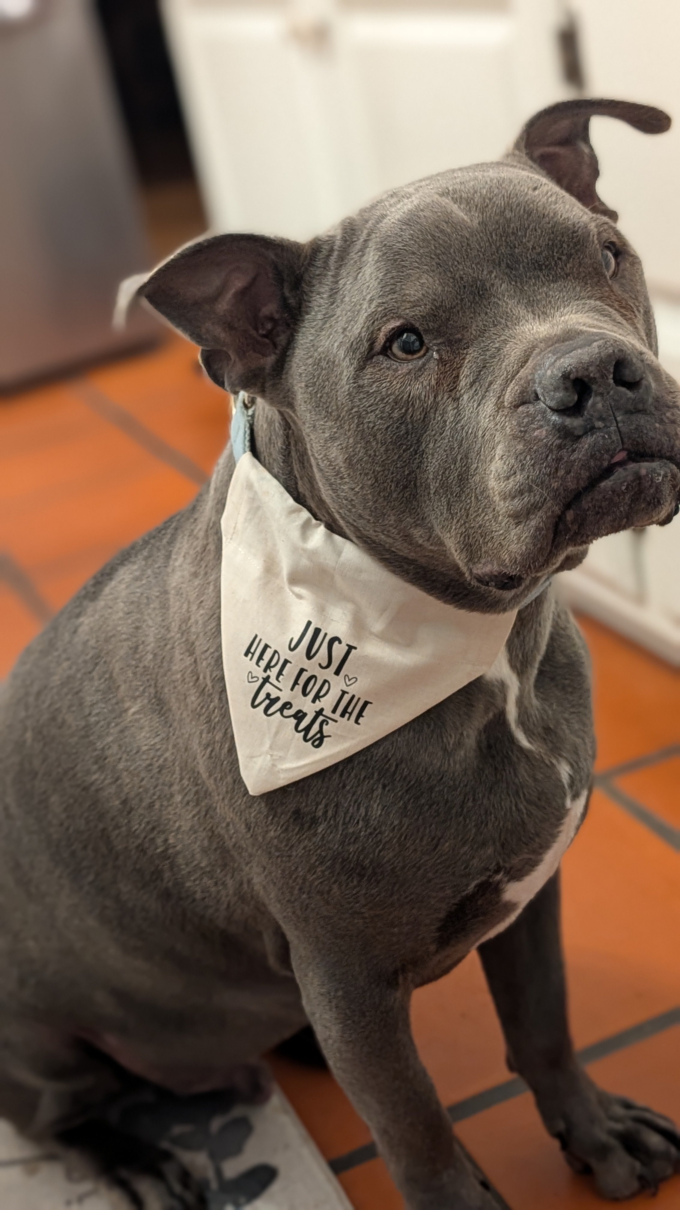 Just Here for the Treats Pet Bandana