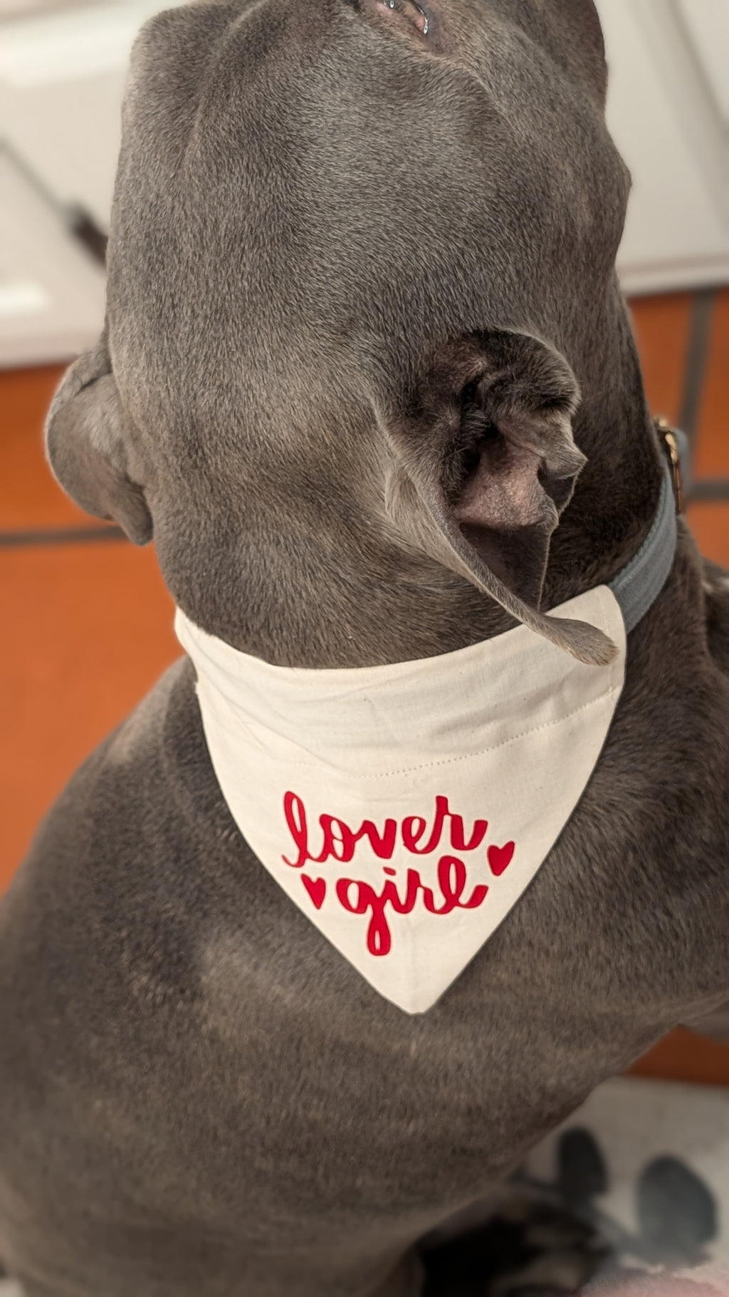 Lover Boy/Girl Pet Bandana
