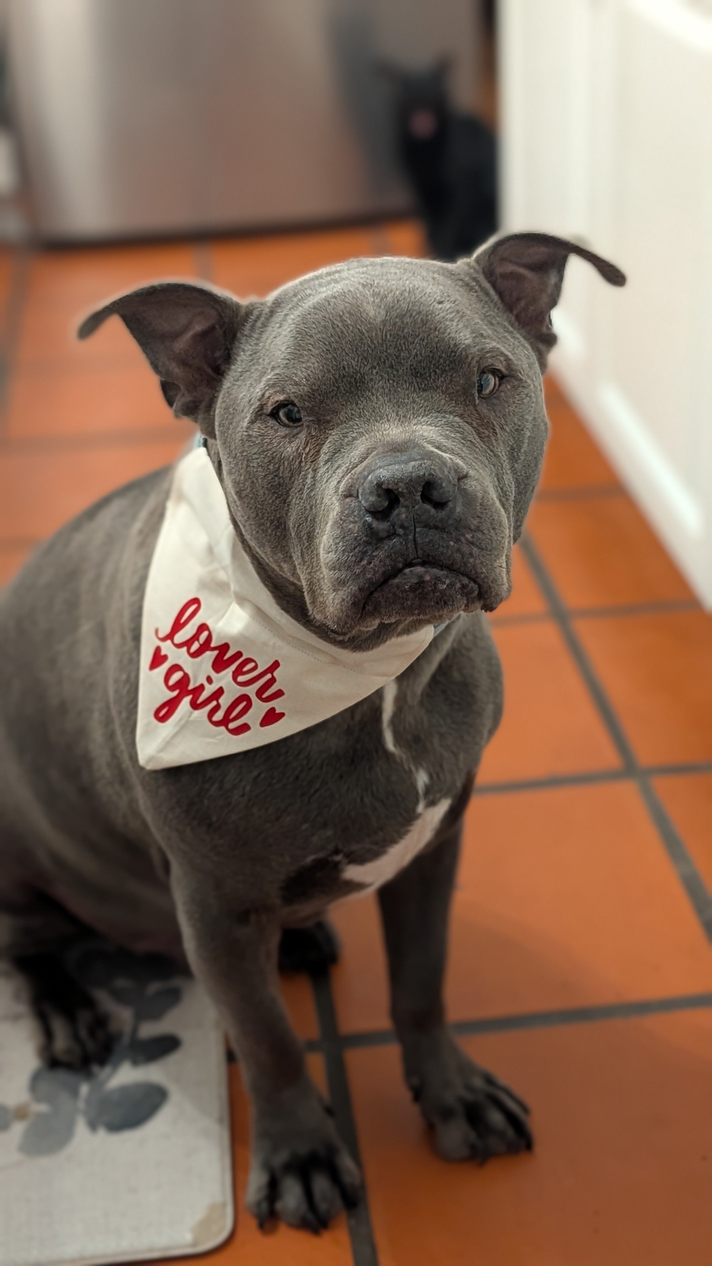 Lover Boy/Girl Pet Bandana