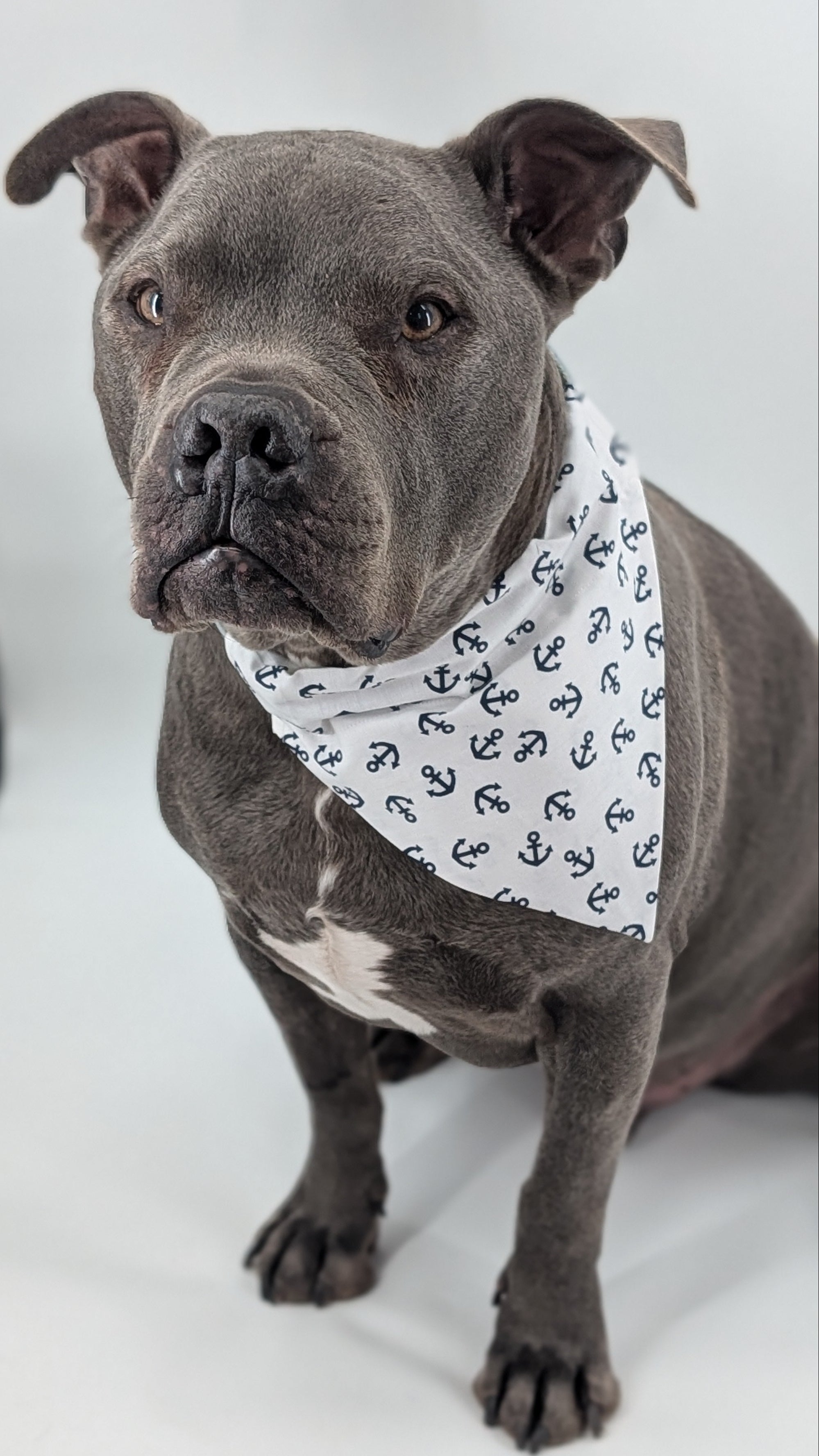 Nautical Anchor Matching Dog & Scrunchie Set