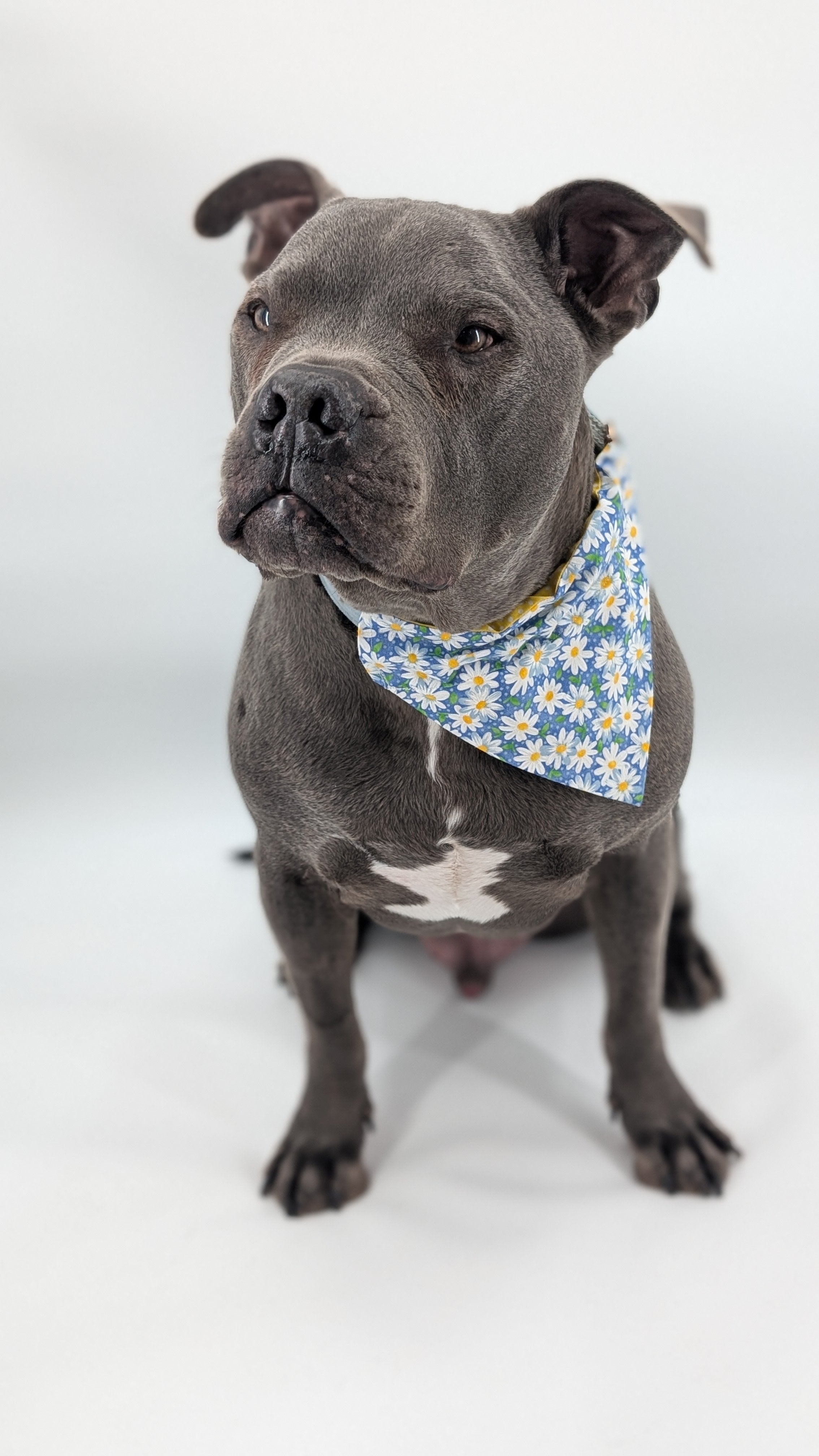 Daisy Field Matching Dog Bandana & Scrunchie Set 🌼
