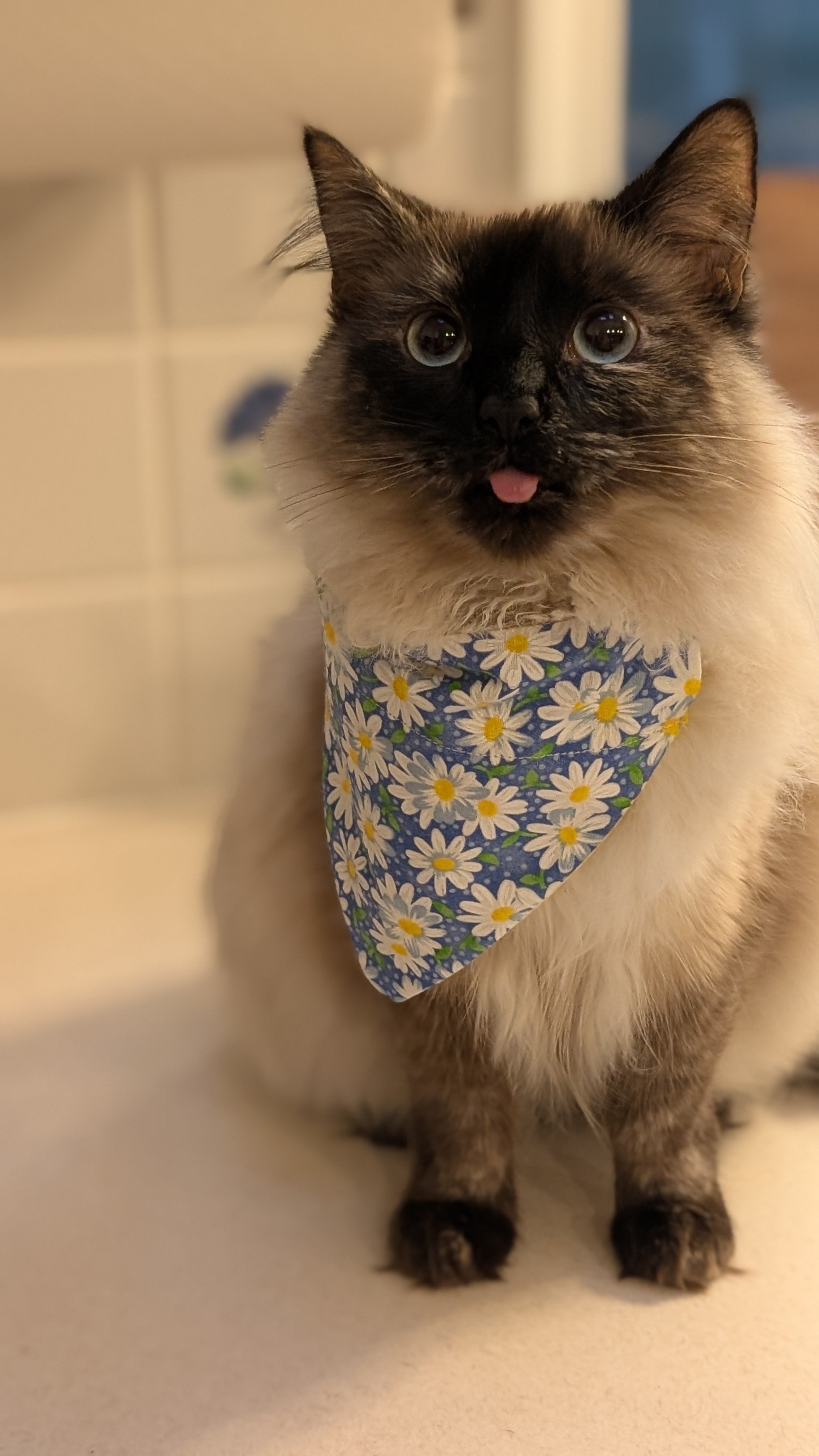 Daisy Field Matching Dog Bandana & Scrunchie Set 🌼