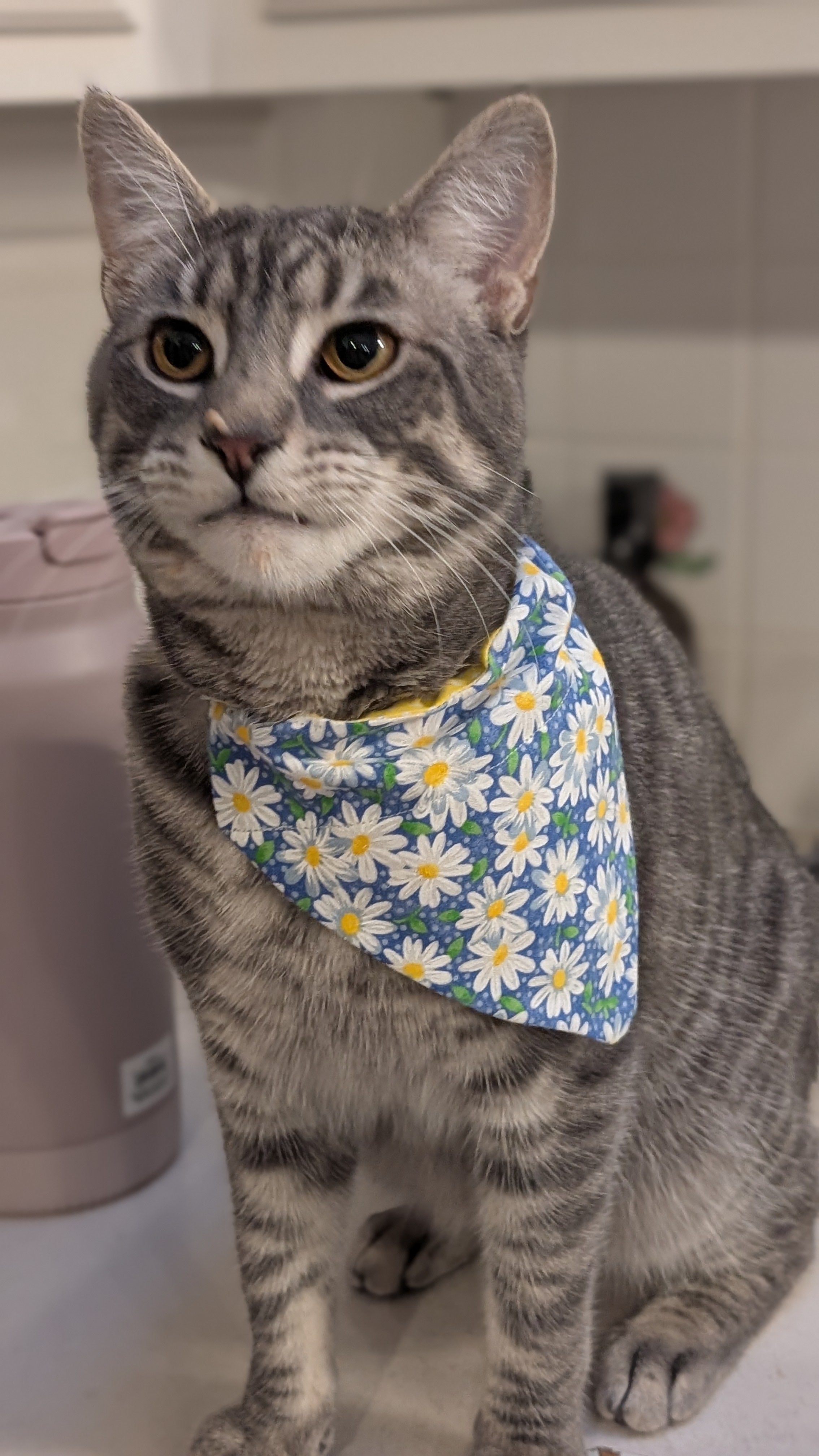 Daisy Field Matching Dog Bandana & Scrunchie Set 🌼