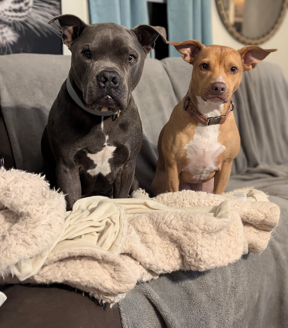 Two dogs sitting on a couch with a blanket